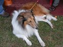 Mannuthy-Thrissur-Dog-Show-2011 (3)